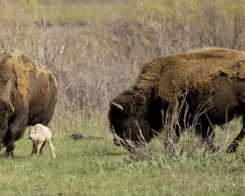 Tribes honor the birth of a rare white buffalo calf in Yellowstone and reveal its name: Wakan Gli