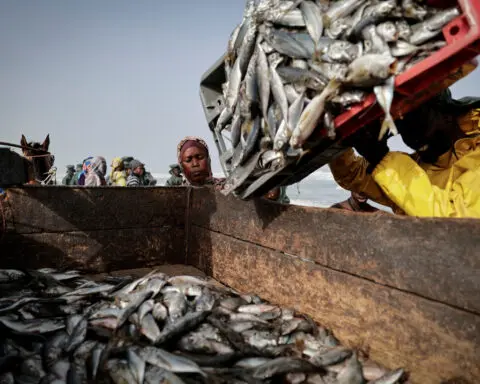 Aquafarming becomes main global source for fish, U.N. food agency says