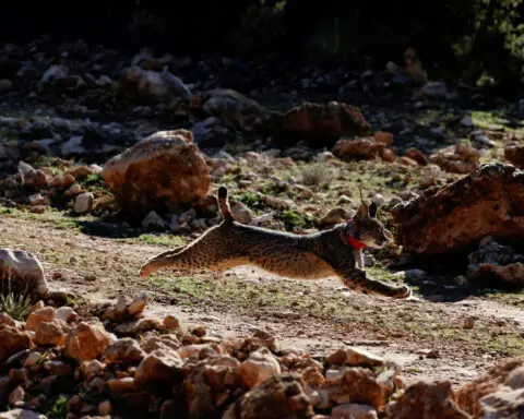 European lynx species rebounds from brink of extinction