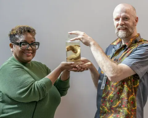 Returning a 170-year-old preserved lizard to Jamaica is a step toward redressing colonial harms
