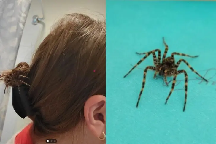 Giant Spider Tangled In Her Hair