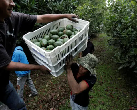 US suspends avocado, mango inspections in Mexican state on security concerns