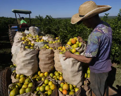 High orange juice prices may be on the table for a while due to disease and extreme weather