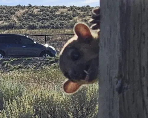 Rainforest animal called a kinkajou rescued from dusty highway rest stop in Washington state
