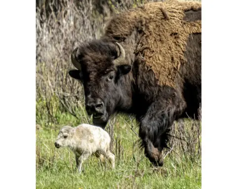 What could make a baby bison white?
