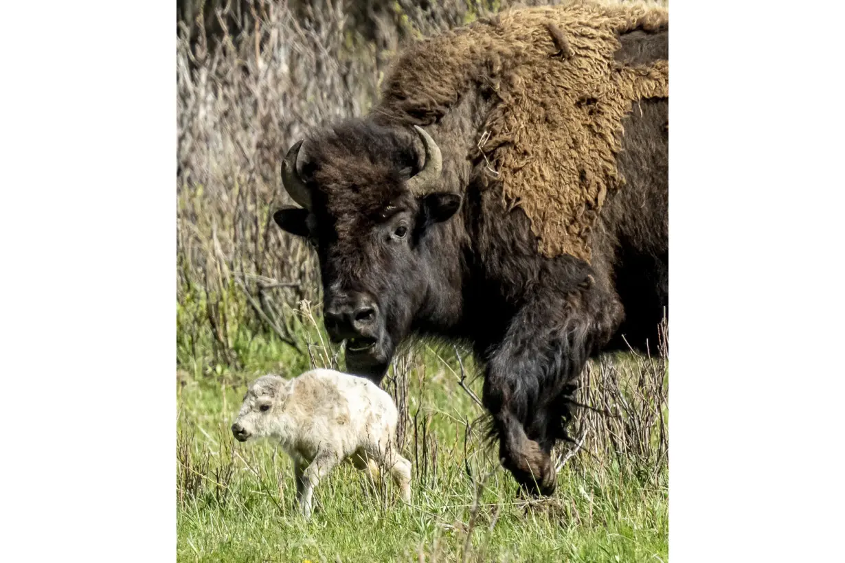 Yellowstone Park-White Buffalo