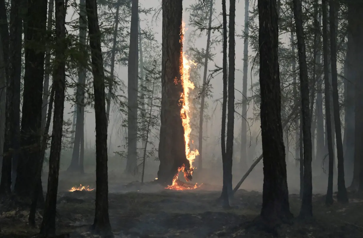 A tree burns during a wildfire near the village of Taastaakh in Yakutia