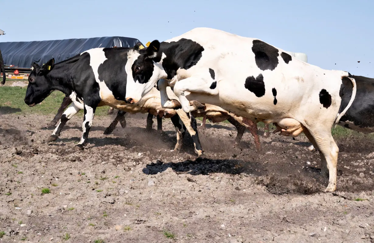 FILE PHOTO: Organic cows are seen released to graze after the winter in Tjele, Jutland, Denmark