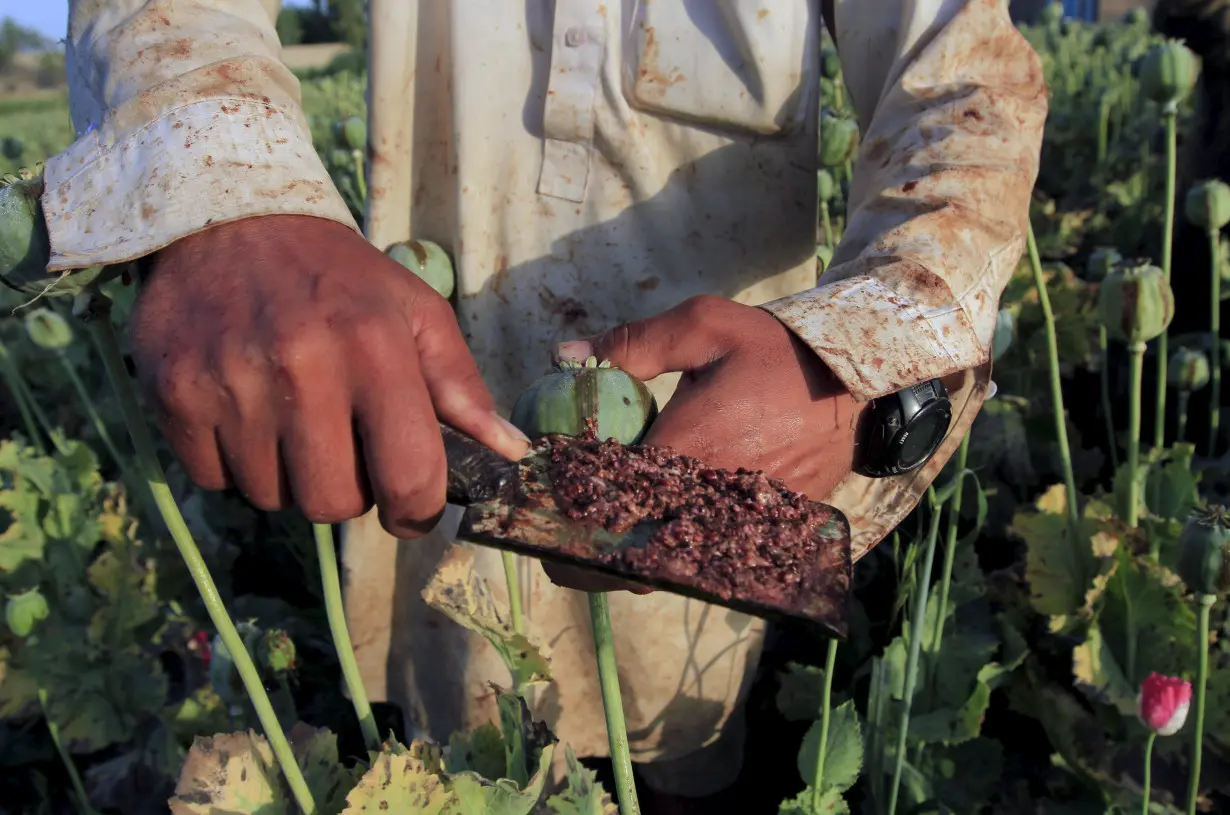 FILE PHOTO: Raw opium from a poppy head is seen at a poppy farmer's field on the outskirts of Jalalabad,