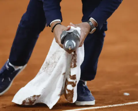 On a wing and a prayer, a pigeon is rescued by a French Open chair umpire during a match