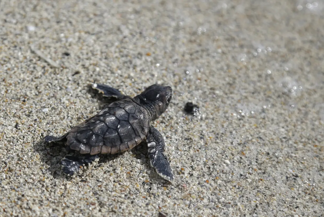 Travel Florida Sea Turtles