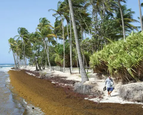 Rotting sargassum is choking the Caribbean’s white sand beaches, fueling an economic and public health crisis