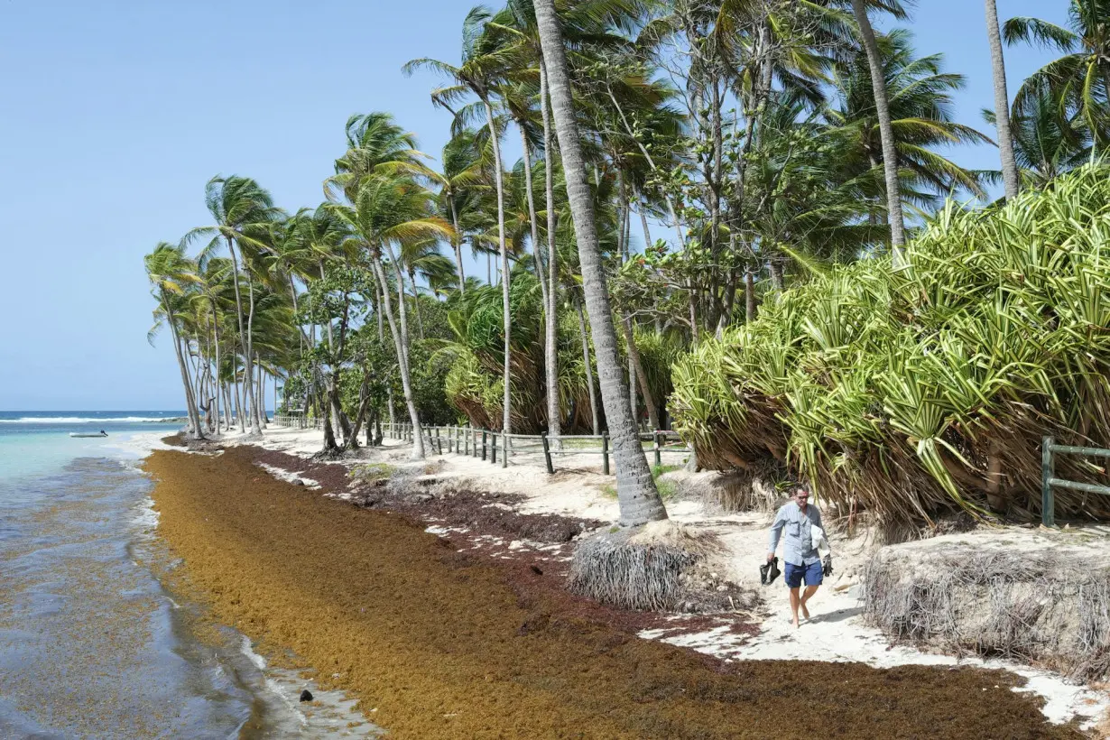 Rotting sargassum is choking the Caribbean’s white sand beaches, fueling an economic and public health crisis