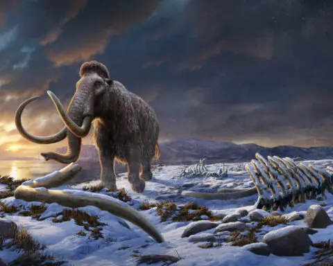 Genome study deepens mystery of what doomed Earth's last mammoths