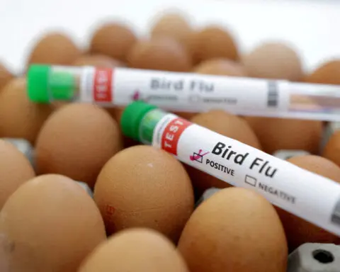 Gabon detects first case of bird flu since 2022
