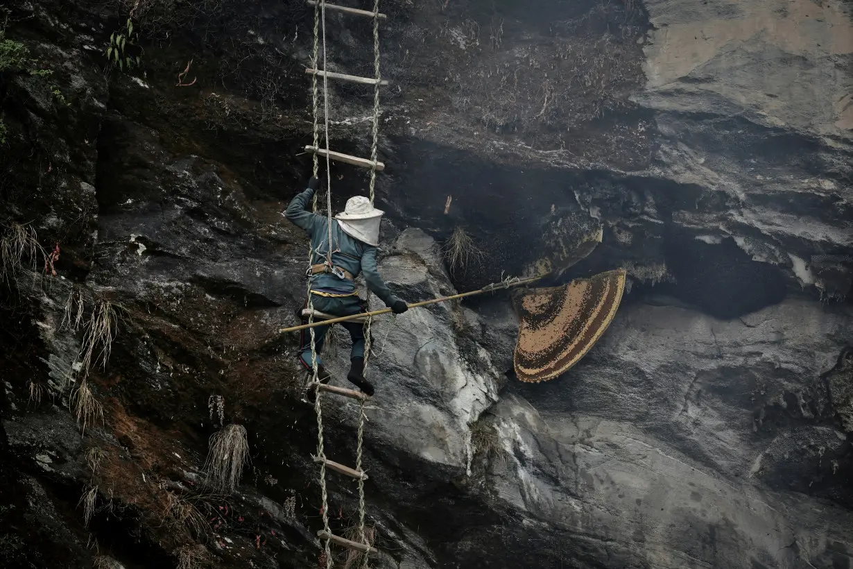 The Wider Image: Nepal's honey gatherers say fewer hives threaten tradition