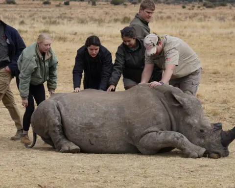 South African researchers test use of nuclear technology to curb rhino poaching