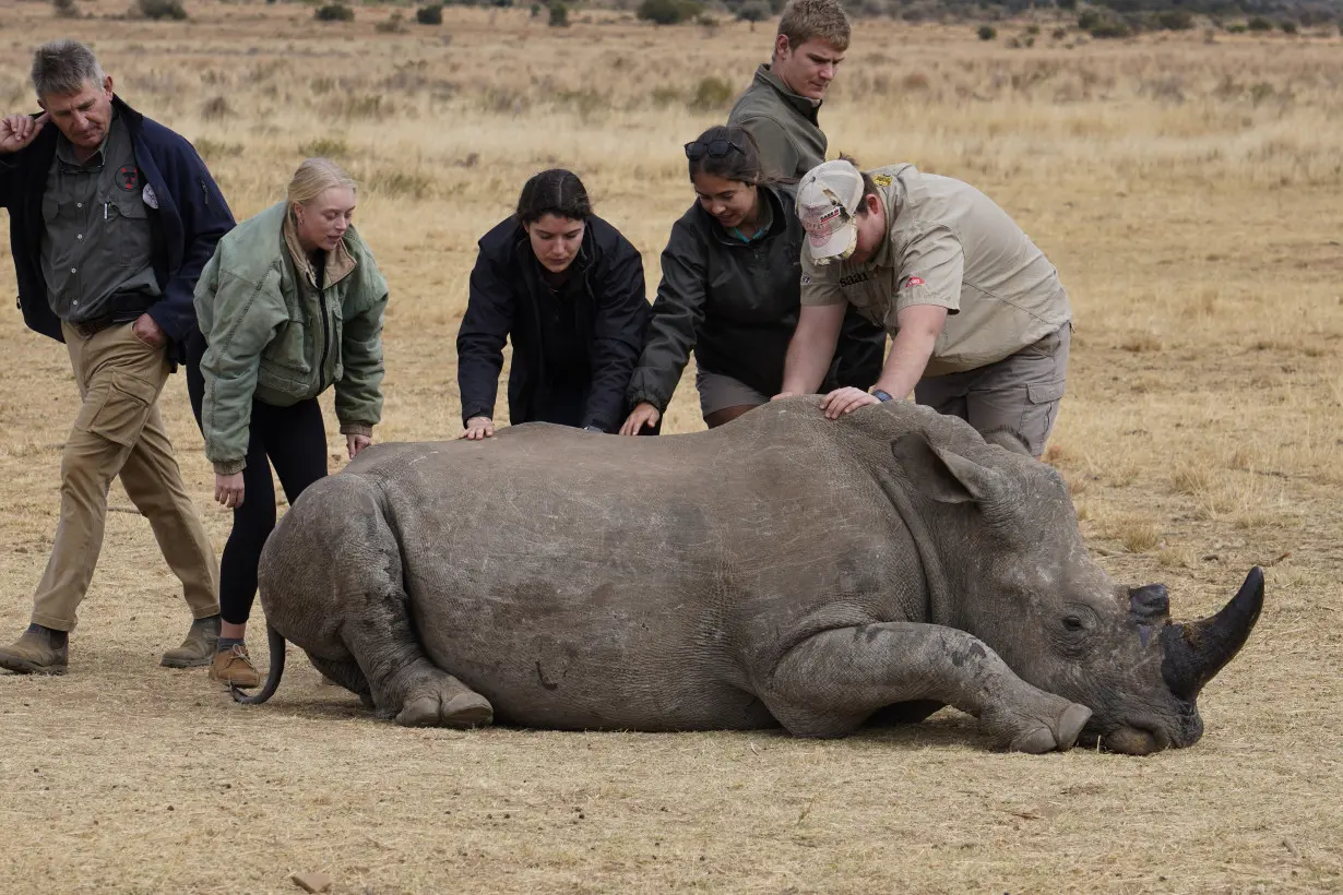 South Africa Radioactive Rhino Horns
