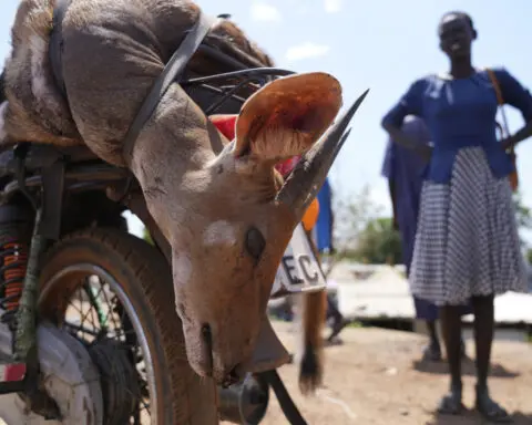 South Sudan says its 6M antelope make up world’s largest land mammal migration, but poaching on rise