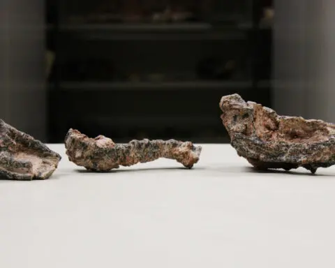 Fossils of ancient crocodile-like reptile found in Brazil