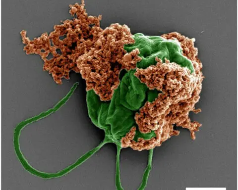 Microrobots made of algae carry chemo directly to lung tumors, improving cancer treatment