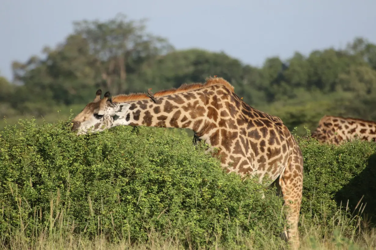 Female giraffes drove the evolution of long giraffe necks in order to feed on the most nutritious leaves, new research suggests