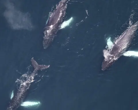 Large whale group spotted off New England includes orca eating a tuna, dozens of endangered species