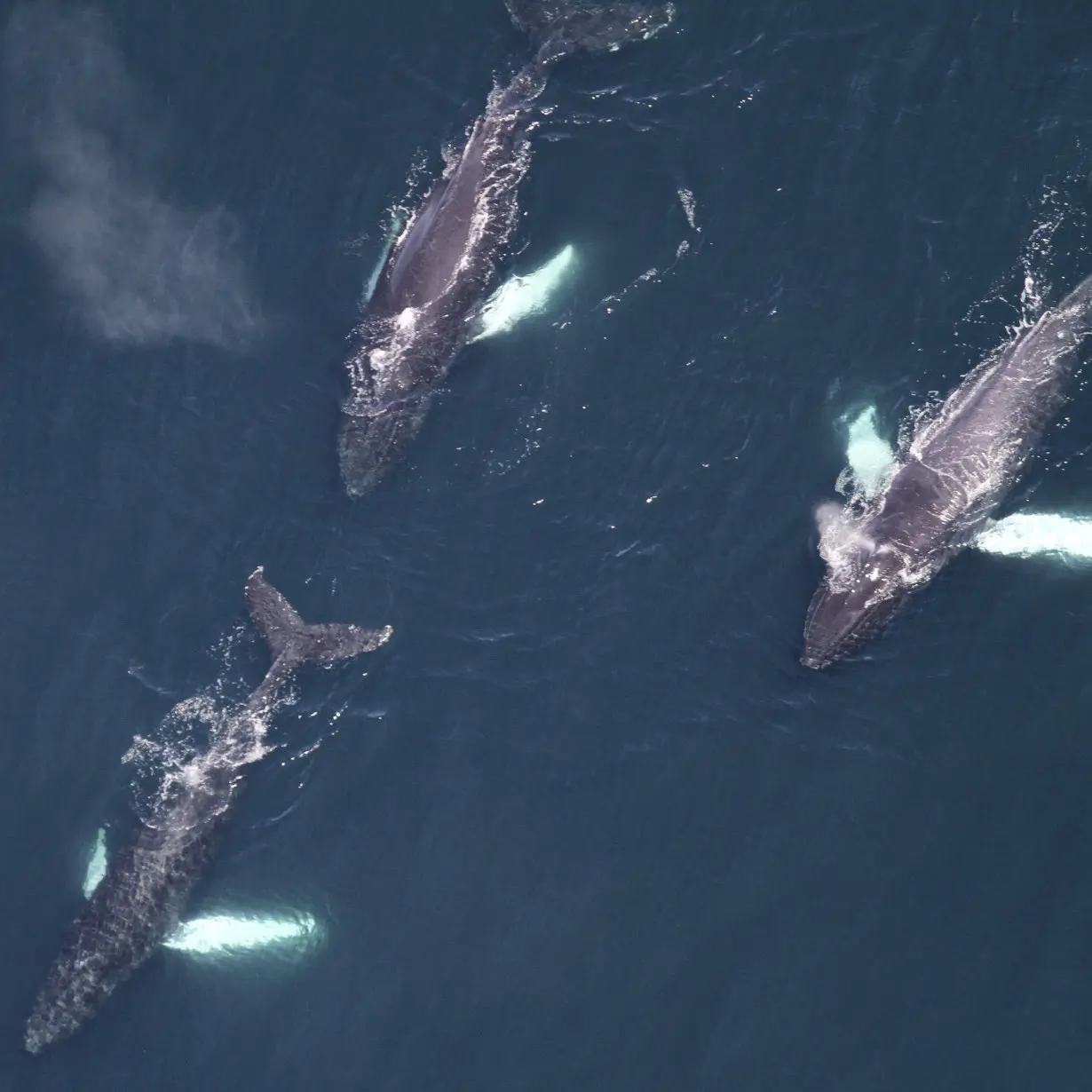 Large Whale Group