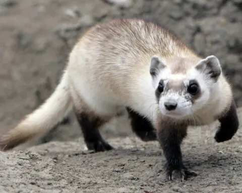 Texas bird flu strain kills ferrets used to mimic disease in humans, US CDC says