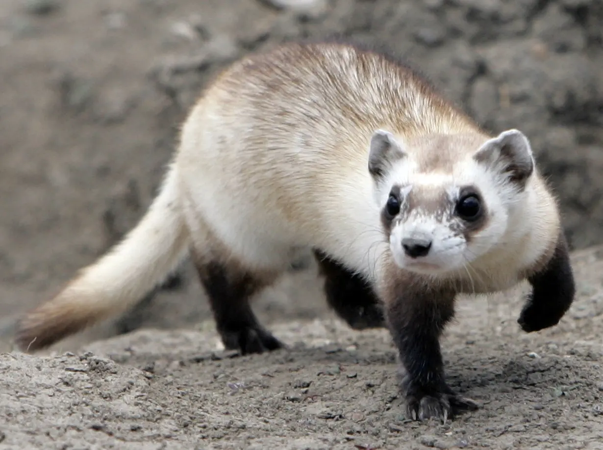 FILE PHOTO: Mothra, a female black-footed ferret waits for pieces of prairie dog to be delivered to eat at the National Black-footed Ferret Conservation Center in Wellington