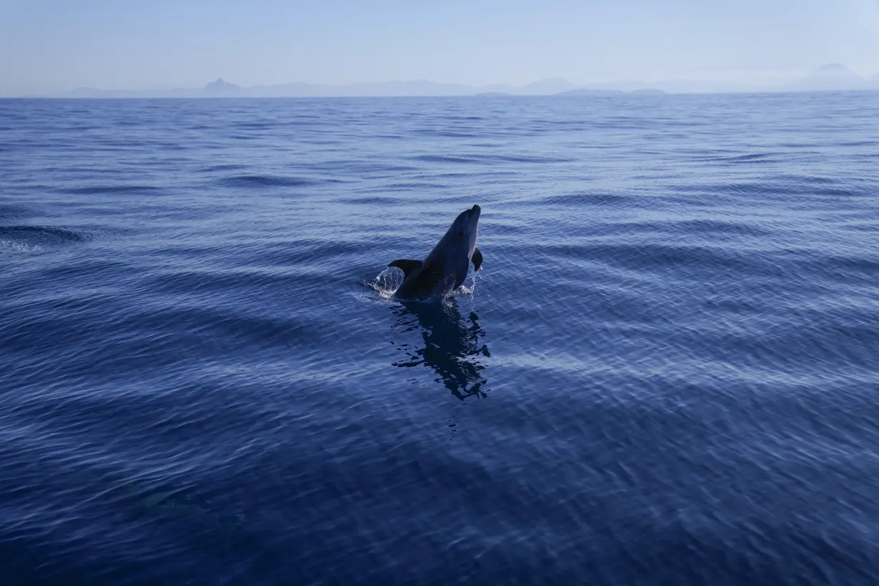 APTOPIX Brazil Whale Watching Tour