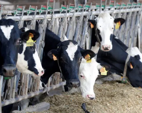 European dairy, pork producers wary of Chinese retaliation for EV tariffs