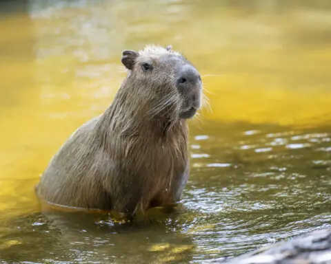 Female capybara goes to Florida as part of a breeding program for the large South American rodents