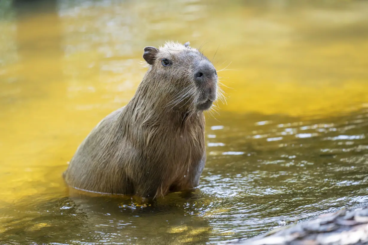 Florida Capybara Breeding