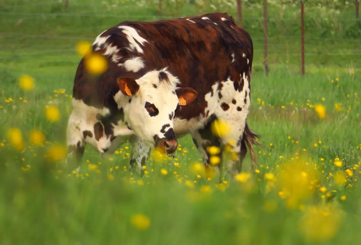 Dairy cows of Norman breed stand in a field in Mesnil-Bruntel, near Peronne