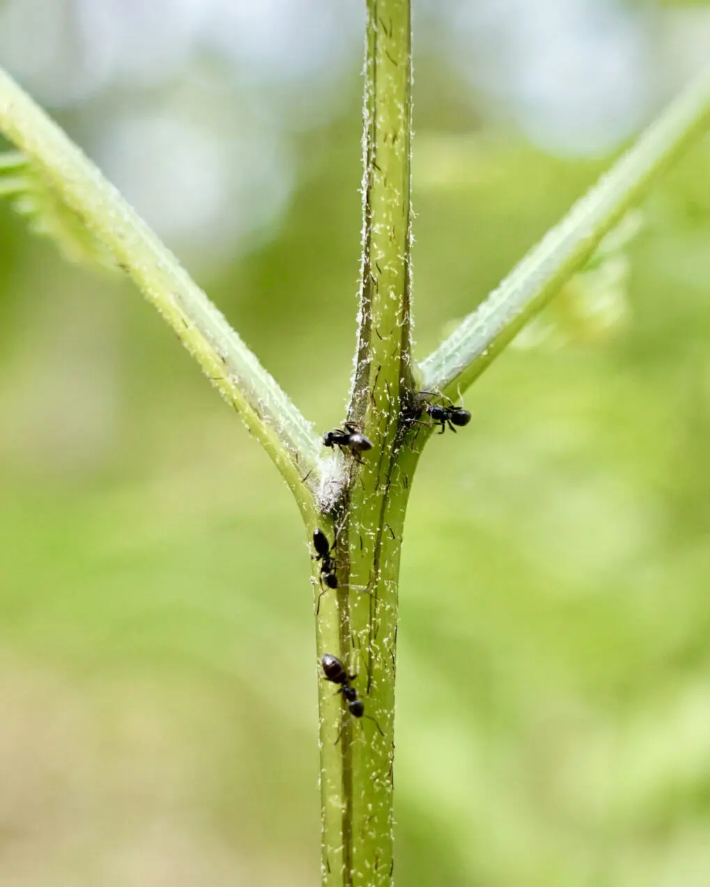 Ferns and flowers bribe helpful ant defenders with nectar, but ferns developed this ability much later – our study shows why