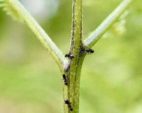 Ferns and flowers bribe helpful ant defenders with nectar, but ferns developed this ability much later – our study shows why