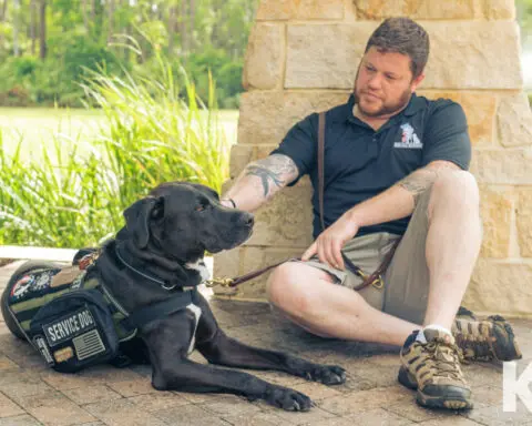 Service dogs can reduce the severity of PTSD for veterans – new research