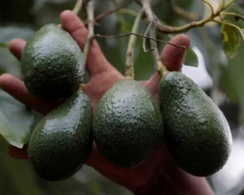 Mexico foreign ministry to speak with U.S. to end avocado conflict, president says