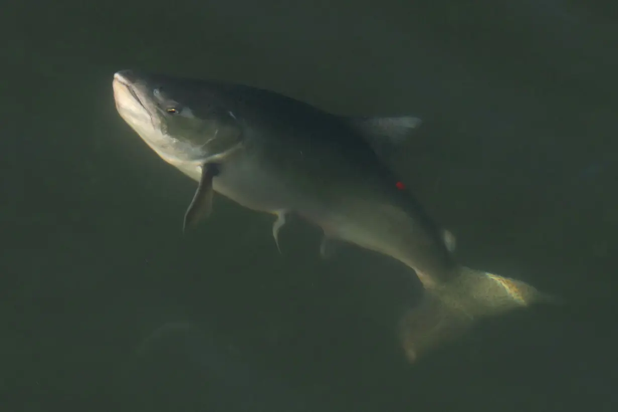 A migrating salmon fights a fisherman's hook in the Chilliwack River's Vedder Canal