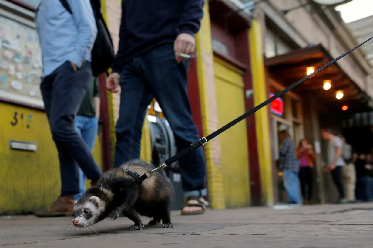 Texas bird flu strain kills ferrets used to mimic disease in humans, US CDC says