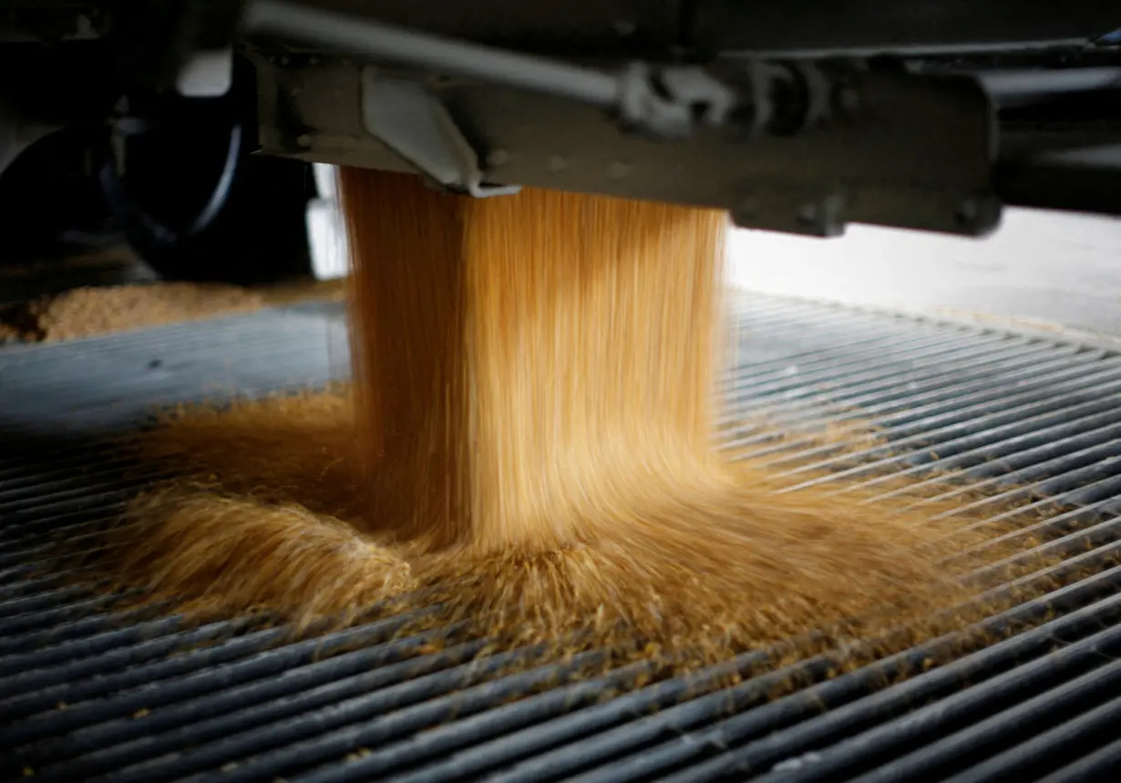 FILE PHOTO: Corn is unloaded into a chute at the Lincolnway Energy plant in Nevada, Iowa