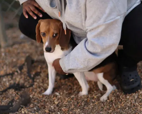US breeder Envigo pleads guilty for mistreating beagles, gets $22 million fine