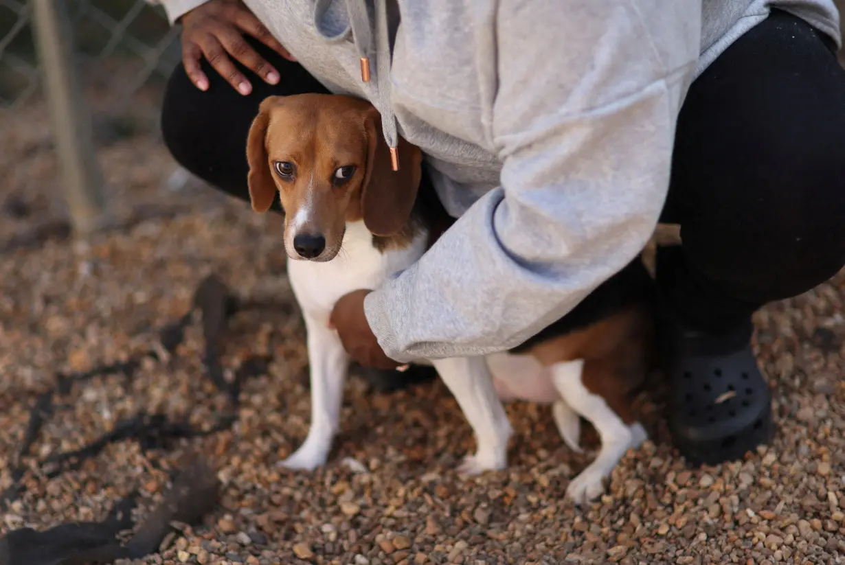 FILE PHOTO: Owners of Envigo beagles meet up for a reunion in Charlottesville