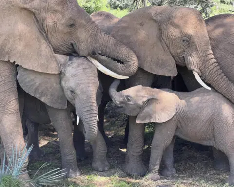 African elephants call each other by unique names, new study shows