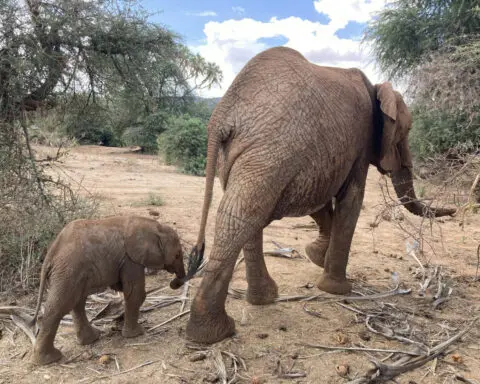 African elephants address one another with name-like calls − similar to humans