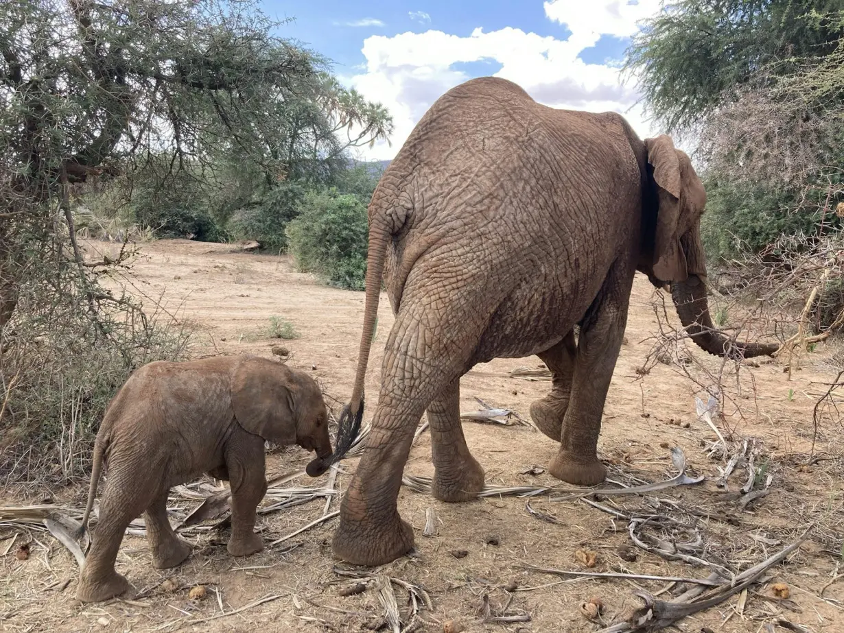 African elephants address one another with name-like calls − similar to humans