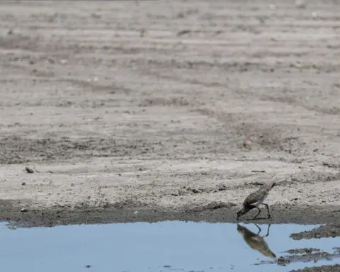 El Nino weather pattern likely to swing back to La Nina this year: UN weather agency