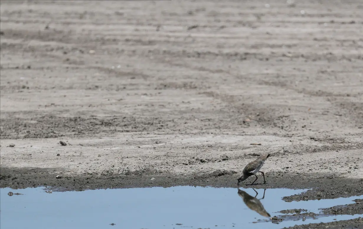 FILE PHOTO: Arid wheat fields and dead cows: a snapshot of Argentina's worst drought in decades