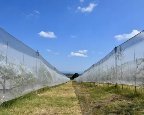 Italy's 2023 farm output hit by climate change, statistics bureau says